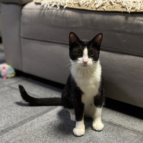 Koty ze schroniska do adopcji Klakier