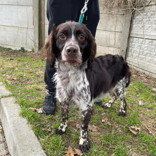 Psy ze schroniska do adopcji Speed