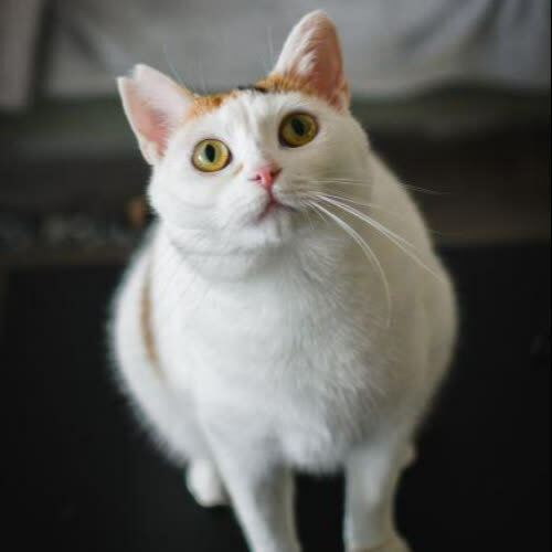 Koty ze schroniska do adopcji Lori