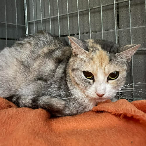 Koty ze schroniska do adopcji Patrycja