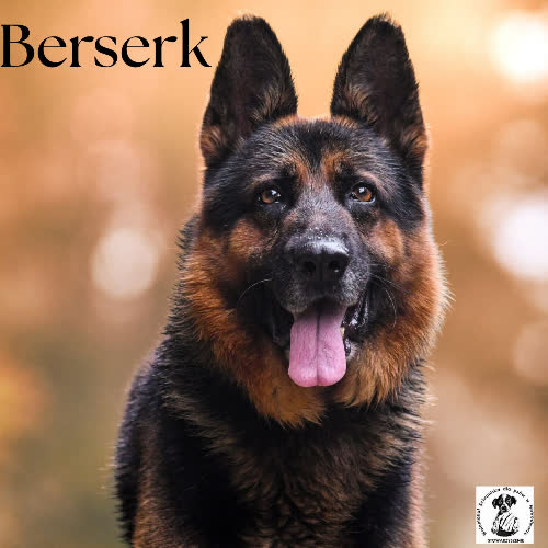 Psy ze schroniska do adopcji Berserk