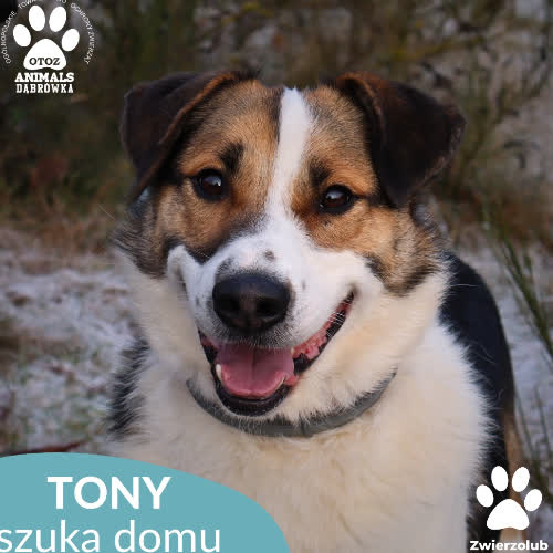Psy ze schroniska do adopcji Tony