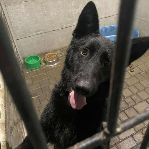 Psy ze schroniska do adopcji Vici owczarek 