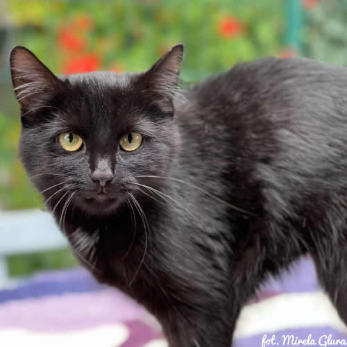 Koty ze schroniska do adopcji Tosia