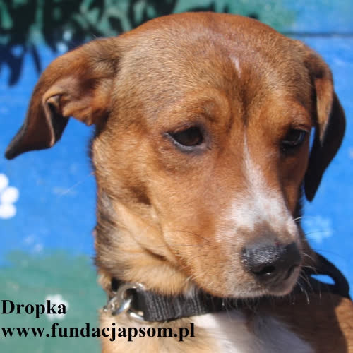 Psy ze schroniska do adopcji Dropka