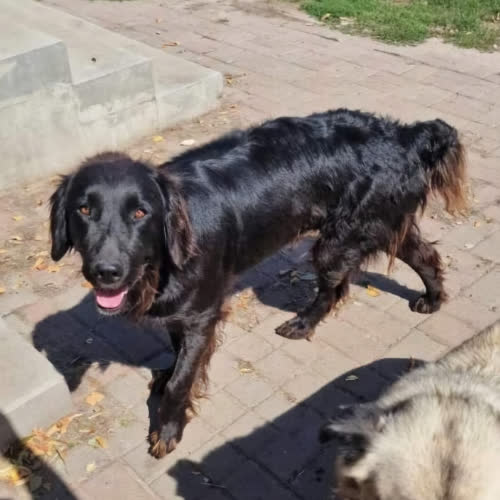 Senta -Flat coated retriever
