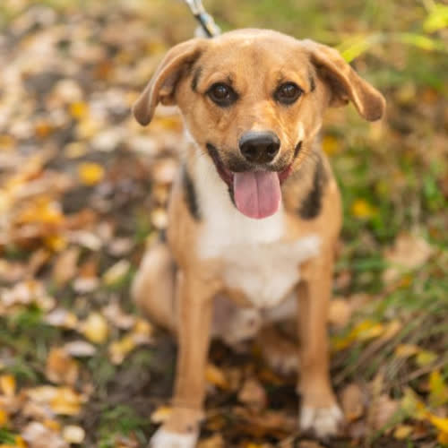 Psy ze schroniska do adopcji Nodi