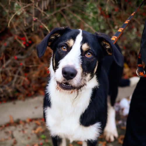 Psy ze schroniska do adopcji Luis