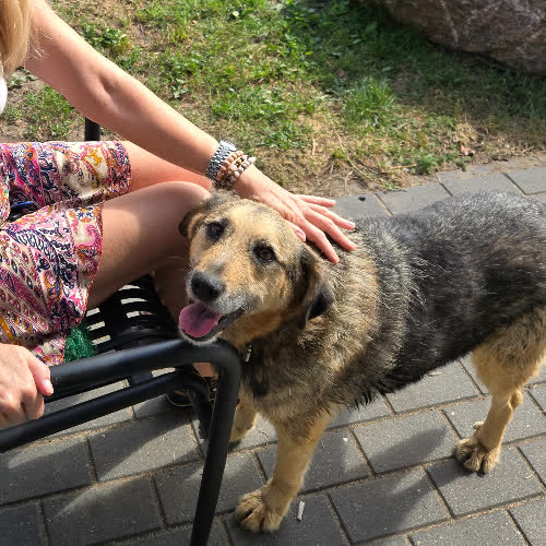 Psy ze schroniska do adopcji Edek