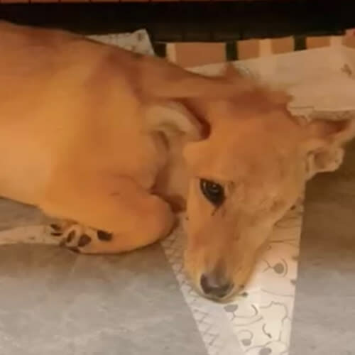 Psy ze schroniska do adopcji Gruszka