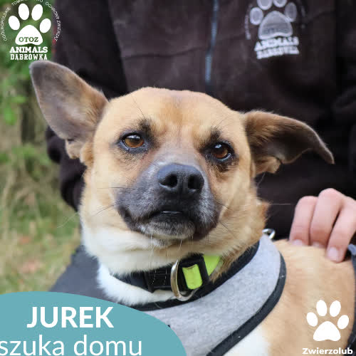Psy ze schroniska do adopcji Jurek
