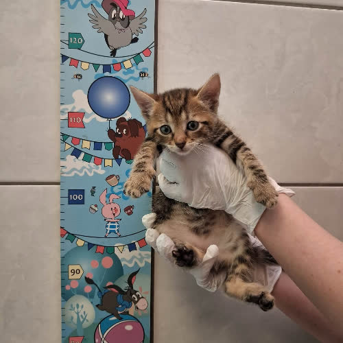 Koty ze schroniska do adopcji Polaris