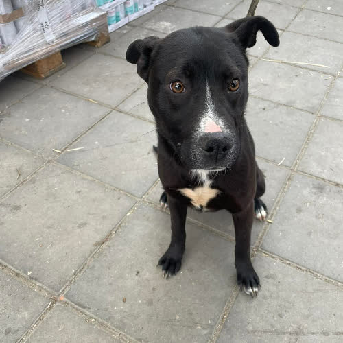 Psy ze schroniska do adopcji Szczeniak Klima 