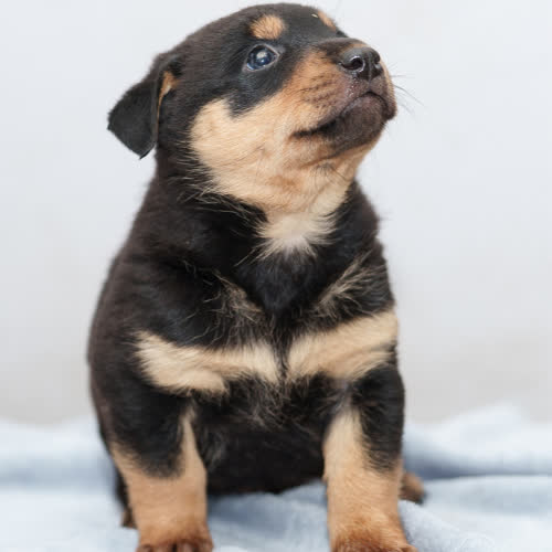 Psy ze schroniska do adopcji Szczeniak 1 