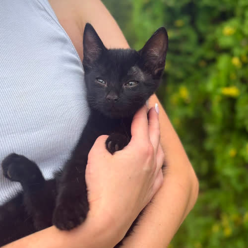 Koda