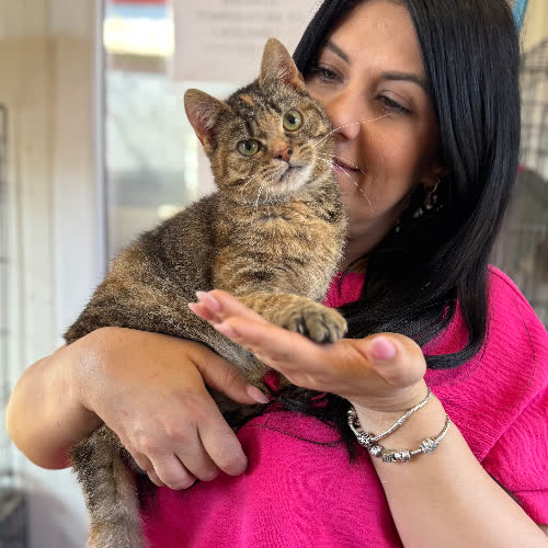 Koty ze schroniska do adopcji Panterka 