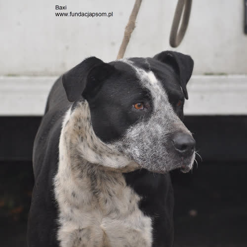Psy ze schroniska do adopcji Baxi