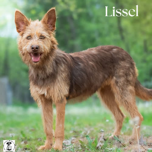 Psy ze schroniska do adopcji Energiczna LISSEL
