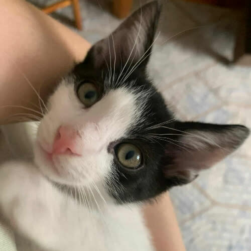 Koty ze schroniska do adopcji Maciek 