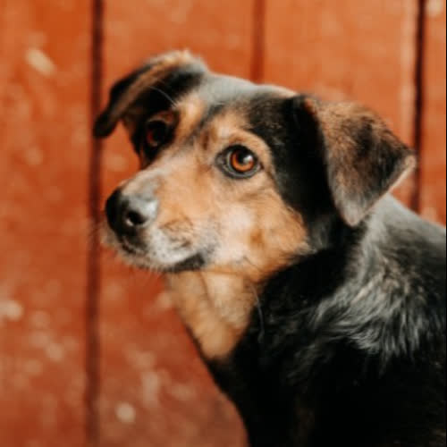 Psy ze schroniska do adopcji Kira