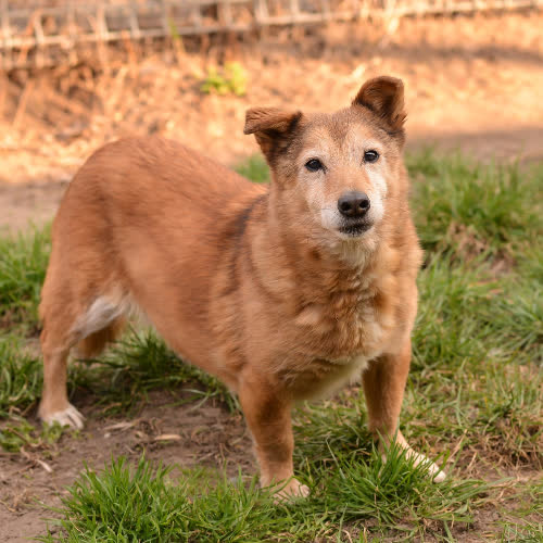 Psy ze schroniska do adopcji Sprinterka