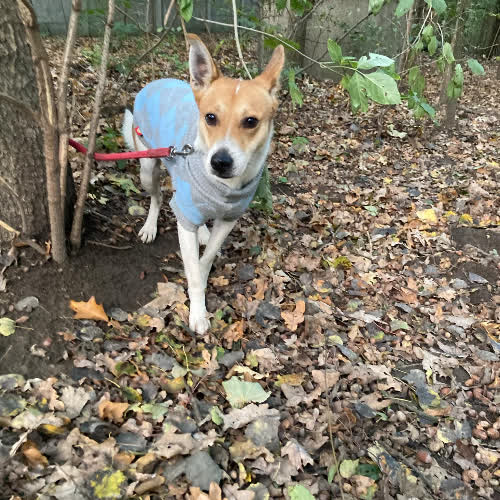 Psy ze schroniska do adopcji Sezamek