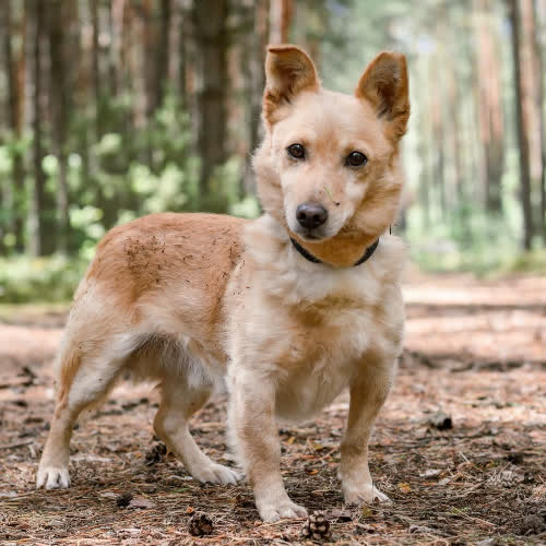 Psy ze schroniska do adopcji Klapek 