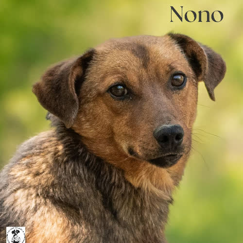 Maciupki NONO