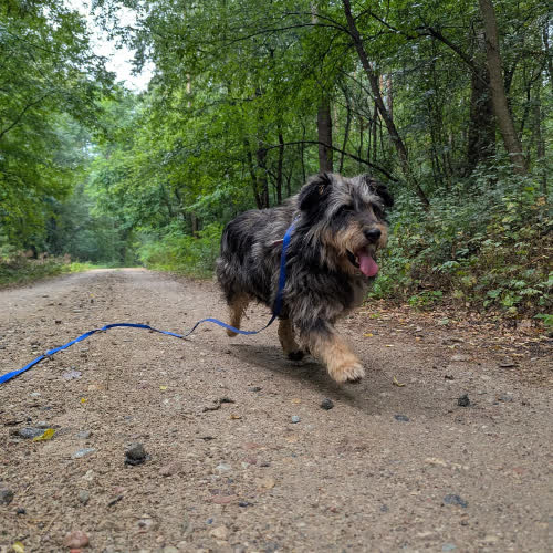 Psy ze schroniska do adopcji Prima