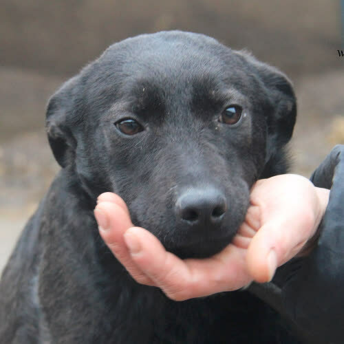 Psy ze schroniska do adopcji Riana