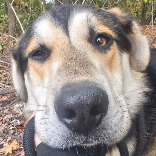 Psy ze schroniska do adopcji Sanczo 