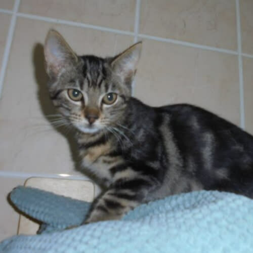 Koty ze schroniska do adopcji Pieguska