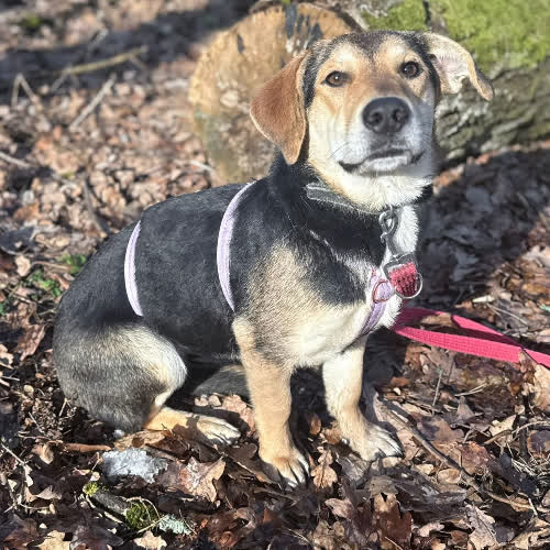 Psy ze schroniska do adopcji Olza