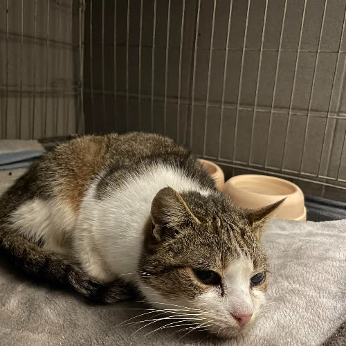 Koty ze schroniska do adopcji B7