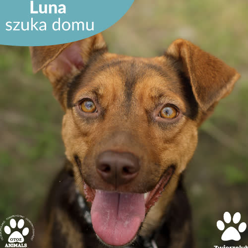 Psy ze schroniska do adopcji Luna