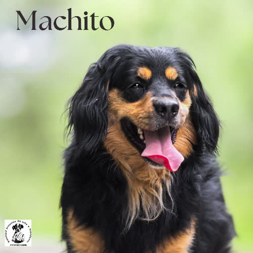 Psy ze schroniska do adopcji Machito
