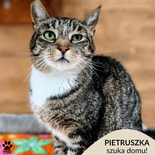 Pietruszka