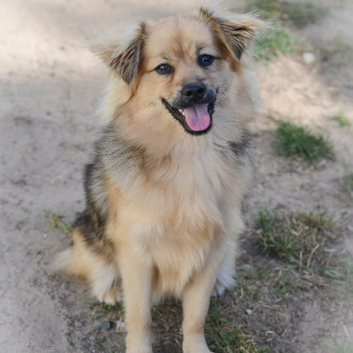 Psy ze schroniska do adopcji Wanilia