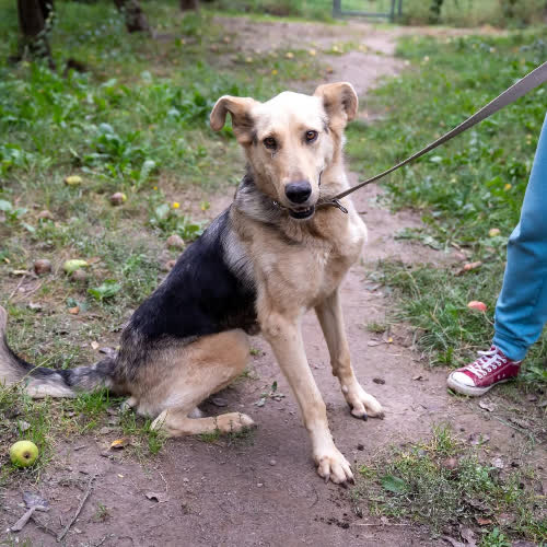 Kaja