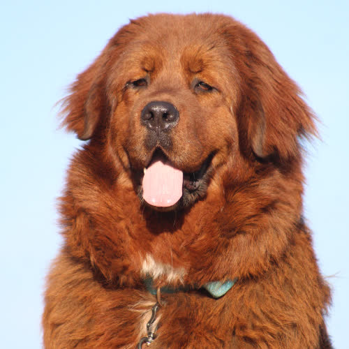 Psy ze schroniska do adopcji Masza