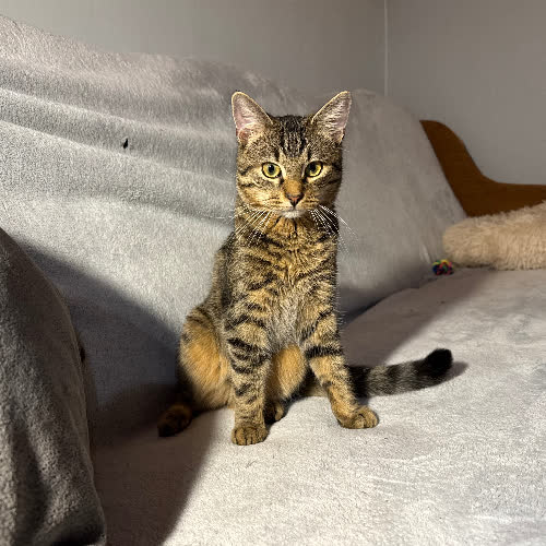 Koty ze schroniska do adopcji Lincoln