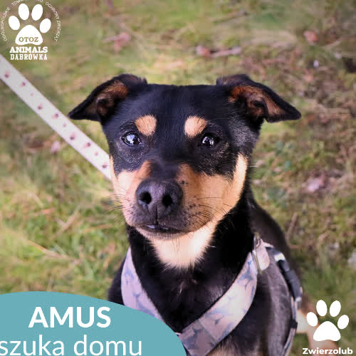 Psy ze schroniska do adopcji Amus