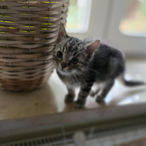 Koty ze schroniska do adopcji Gruszka