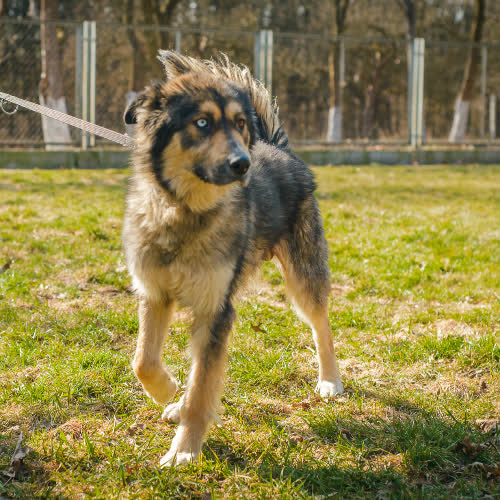 Psy ze schroniska do adopcji Felix 