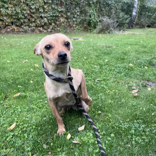 Psy ze schroniska do adopcji Nel