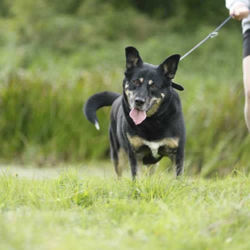 Psy ze schroniska do adopcji Indygo