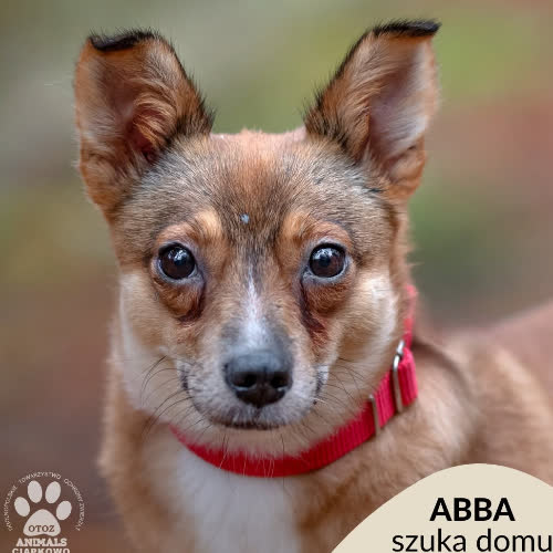 Abba