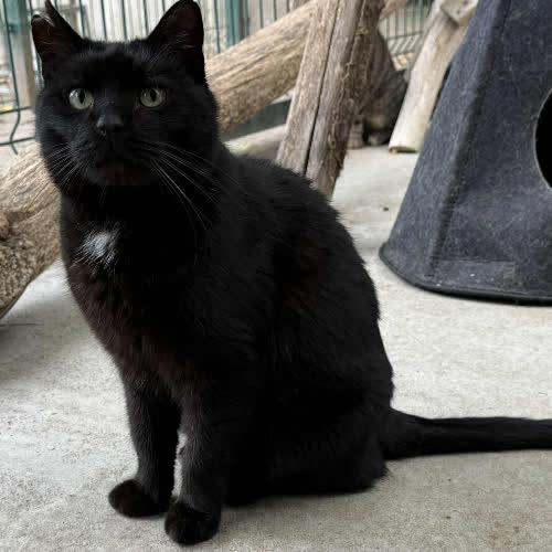 Koty ze schroniska do adopcji Mika