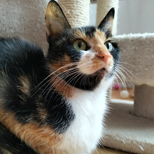 Koty ze schroniska do adopcji Leia