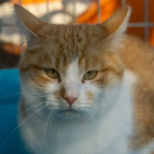 Koty ze schroniska do adopcji Rudolf